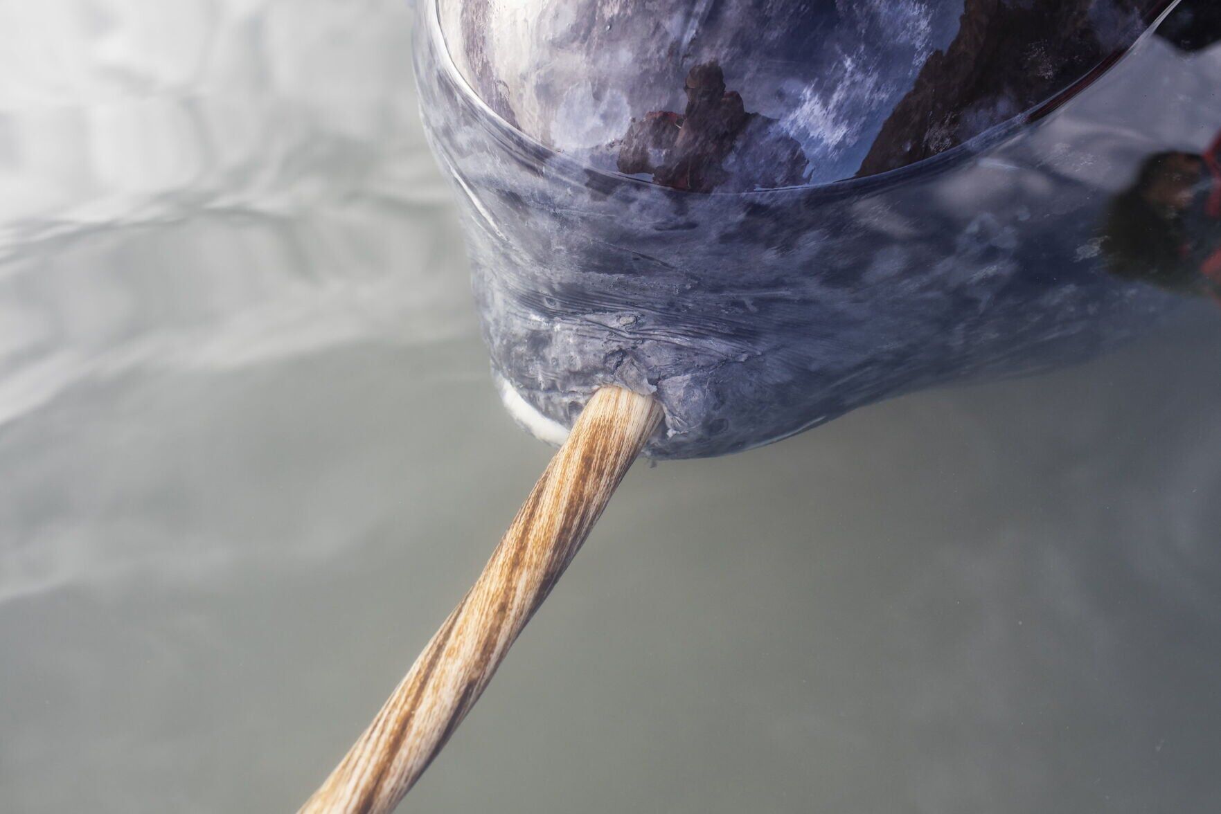 Hidden secrets of the narwhal’s twisted tusk revealed using X-ray technology