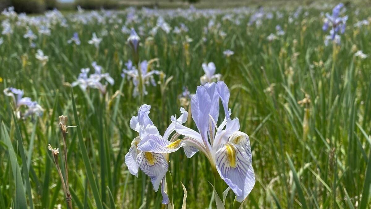 Rocky Mountain iris