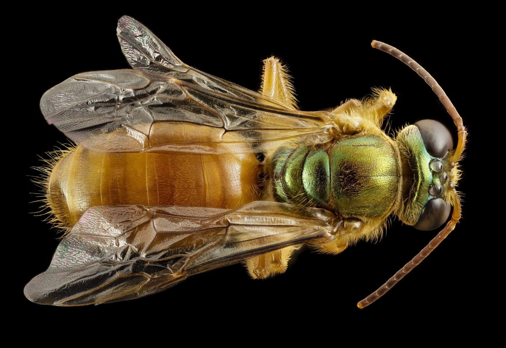 Queen bee pheromones help daughters decide whether to leave the nest, shows study