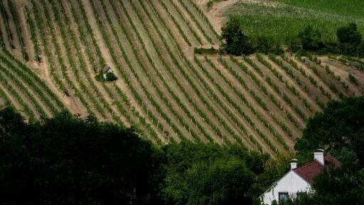 Vienna's vine-laden outskirts have fallen prey to the appetites of real estate developers