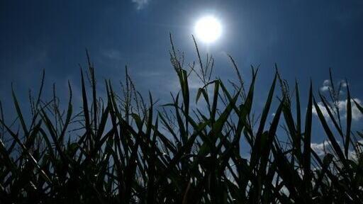 Yellowing maize plants pictured in Selm, western Germany in a summer when drought and heat have reduced crop yields