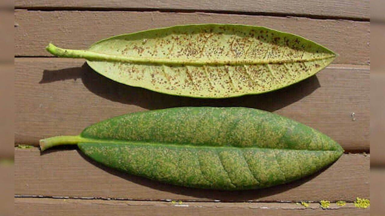 azalea lace bugs