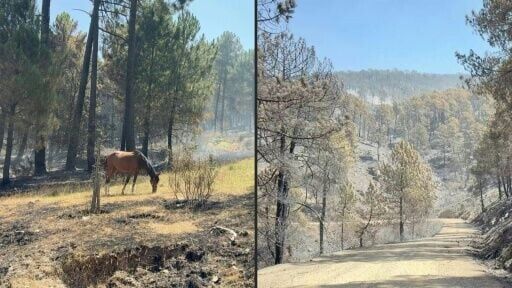 Spain: scorched areas and still smoldering forests in the wake of wildfires