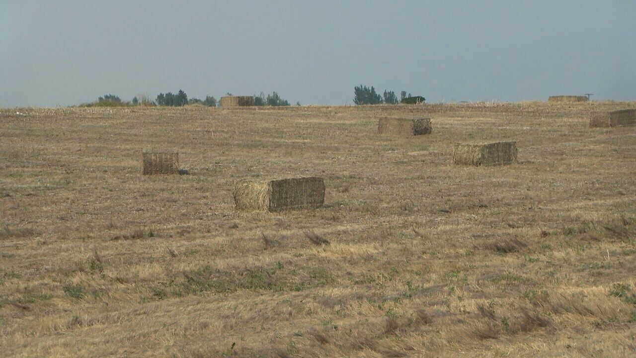 Wildfire smoke may still affect some Montana perennial forage crops