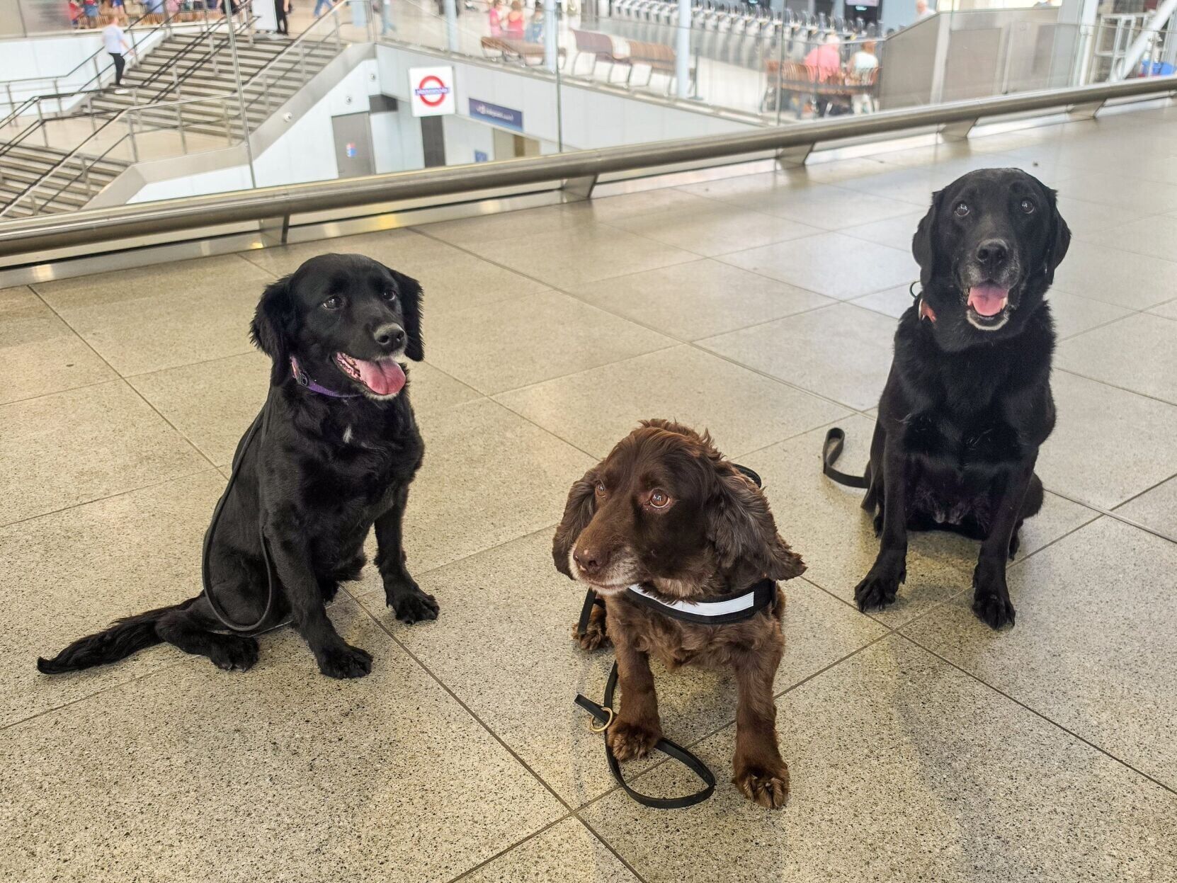Station becomes first in Britain to put dogs on regular security paw-trols