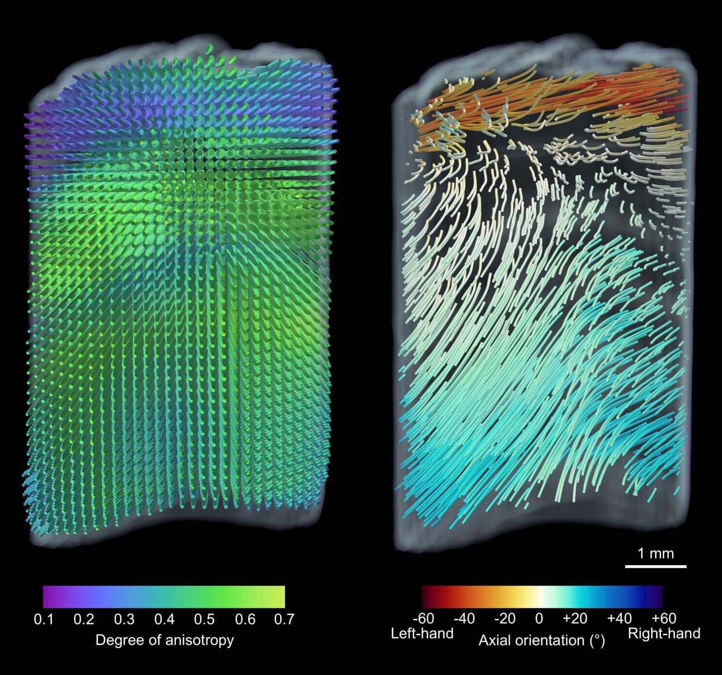 Hidden secrets of the narwhal’s twisted tusk revealed using X-ray technology
