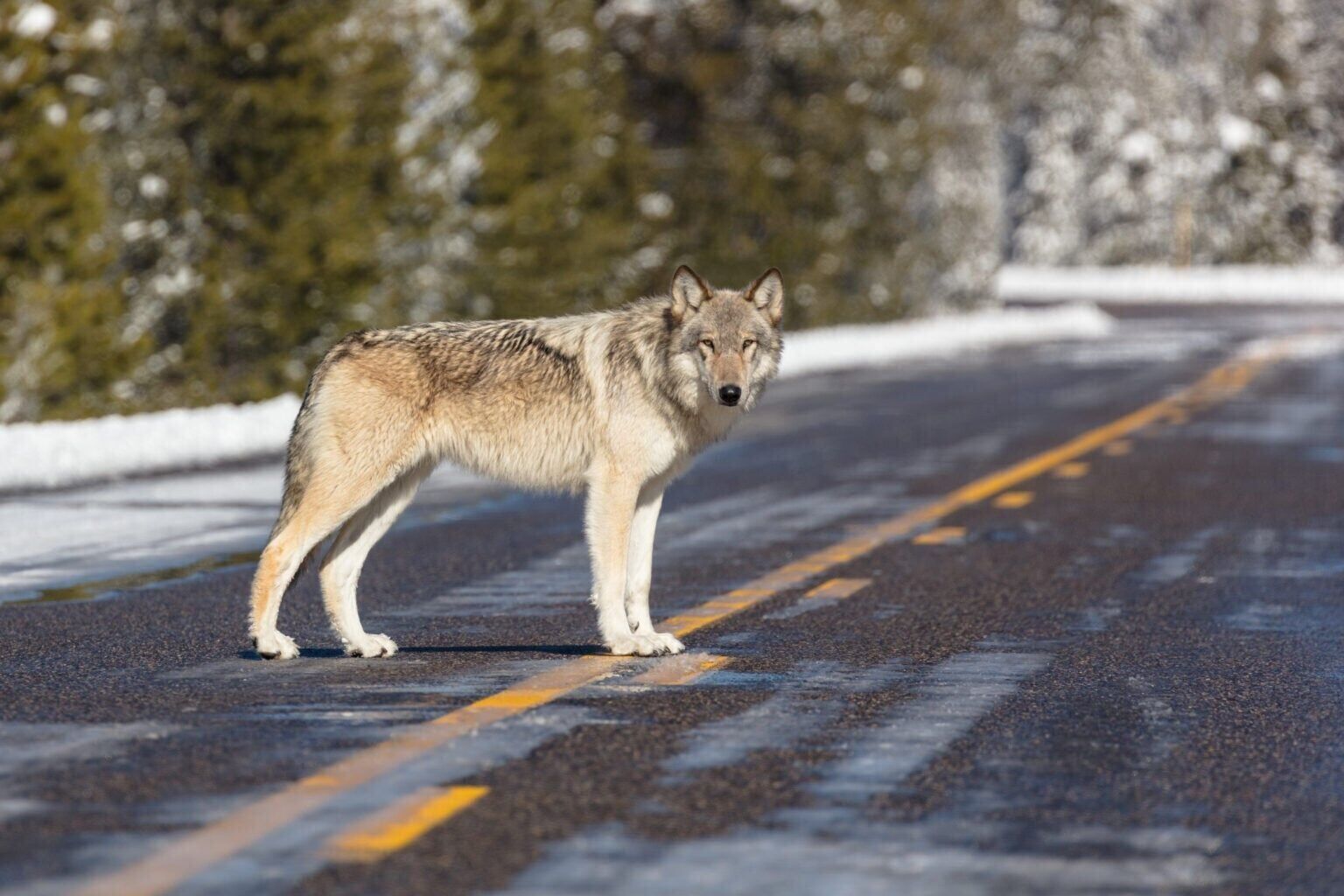 Wolf in the road near Artist Paint Pots