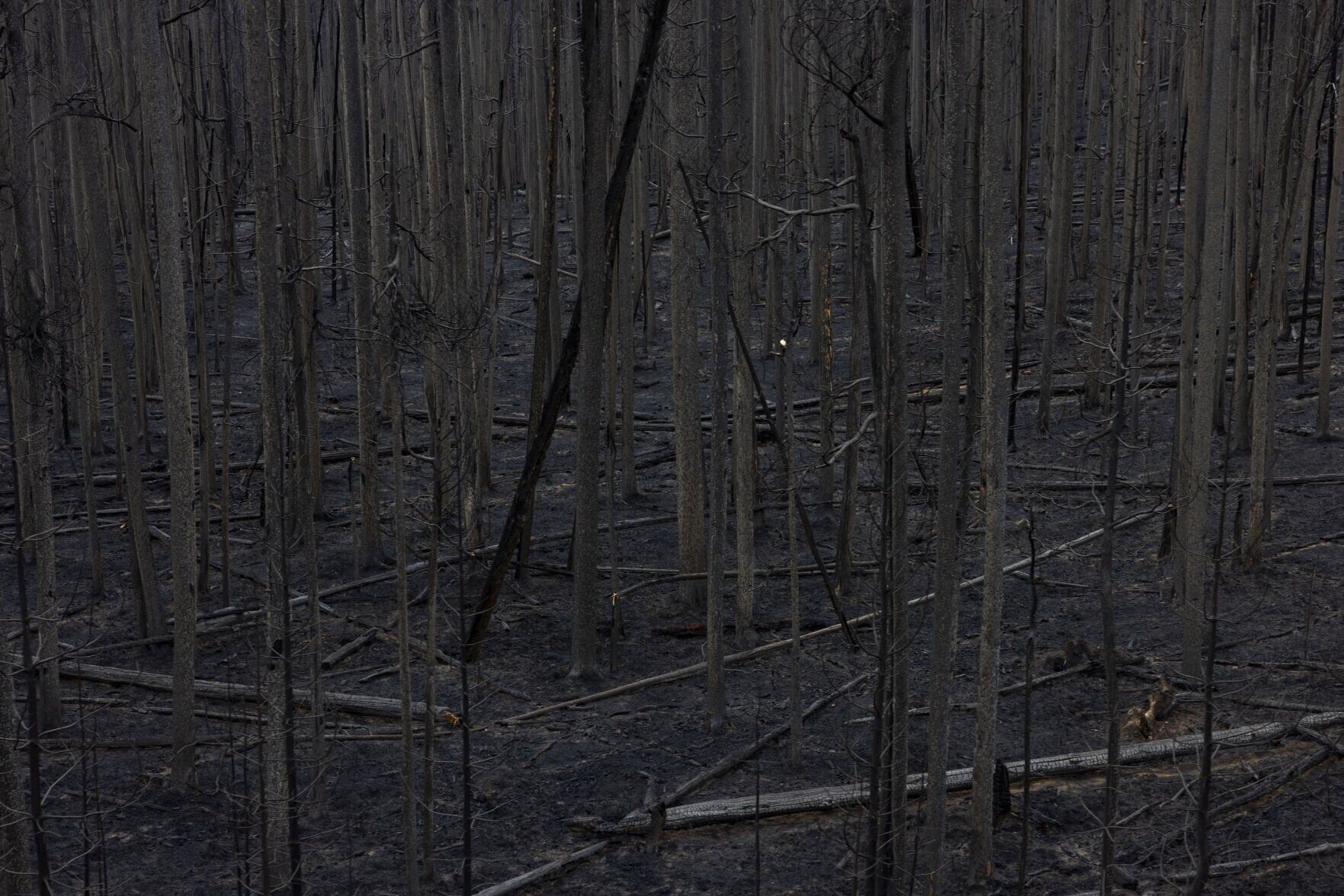 Fire damage from the Sand Creek fire along the Pioneer Mountains Scenic Byway