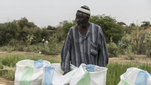Moussa Ndiaye harvested some 20 sacks of rice from his paddy, which was part of a study on rice, fish and the parasitic disease schistosomiasis