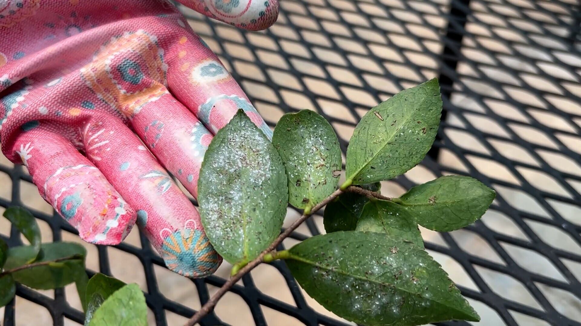 8.14 Summer Pests Web Pic.jpg