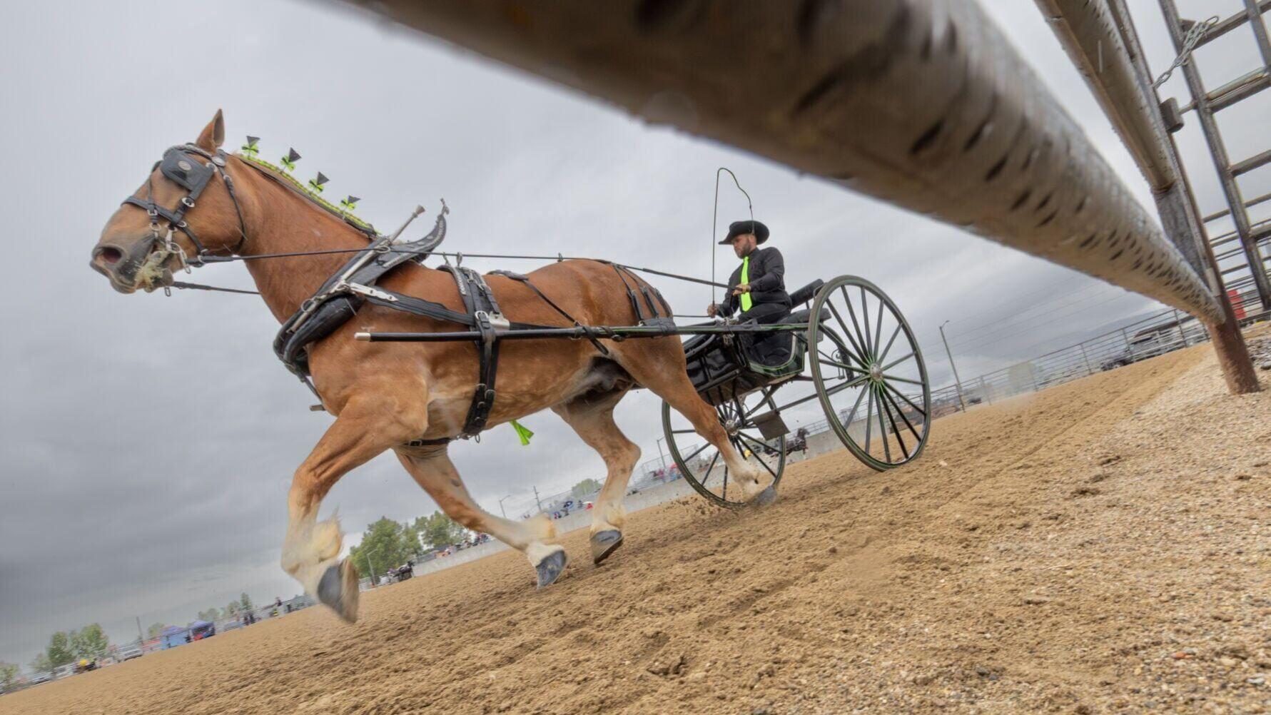 31st annual Big Sky Draft Horse Expo in Deer Lodge