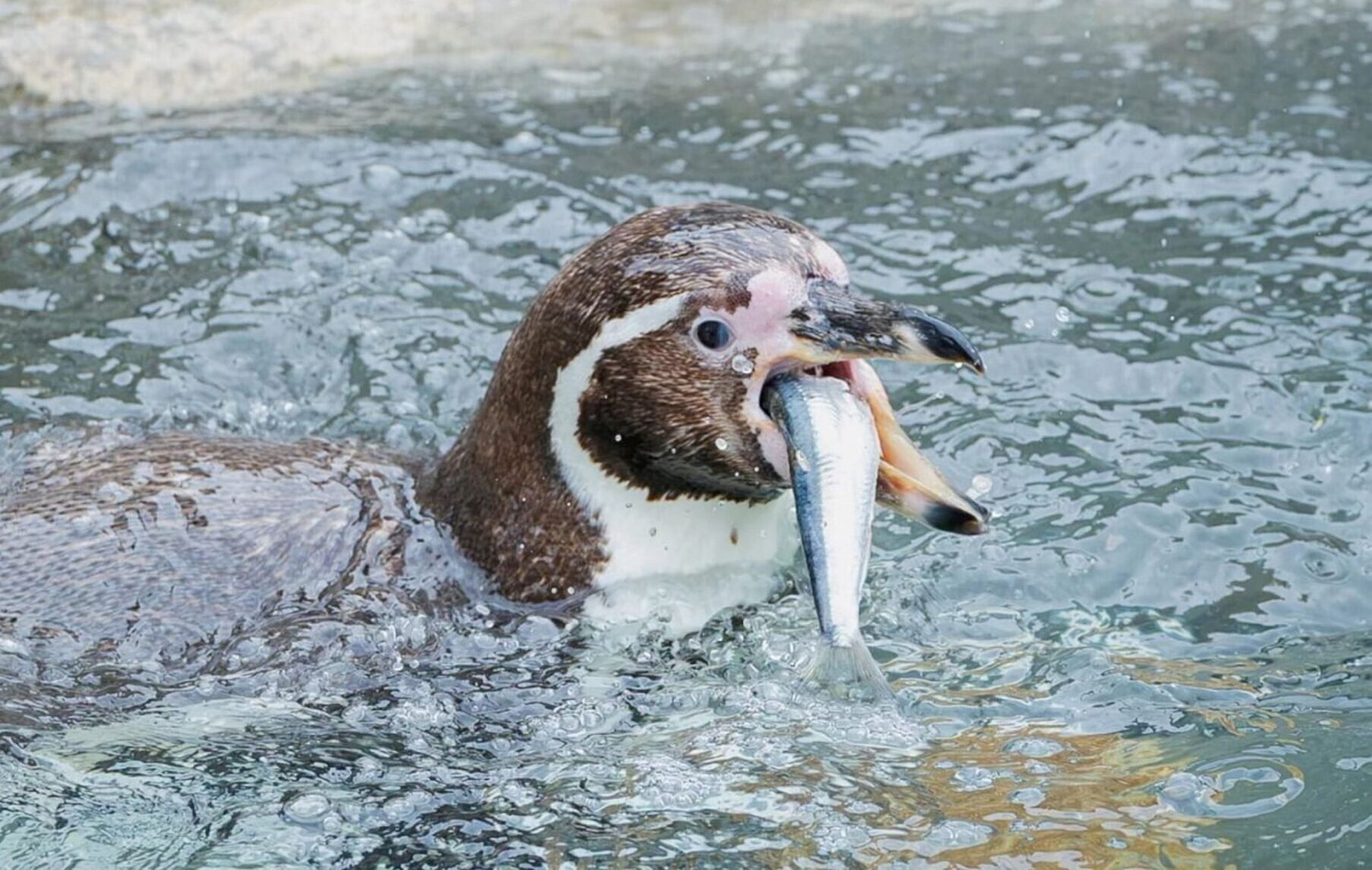 Penguins at Cornish wildlife park enjoy sardines caught by local fishermen