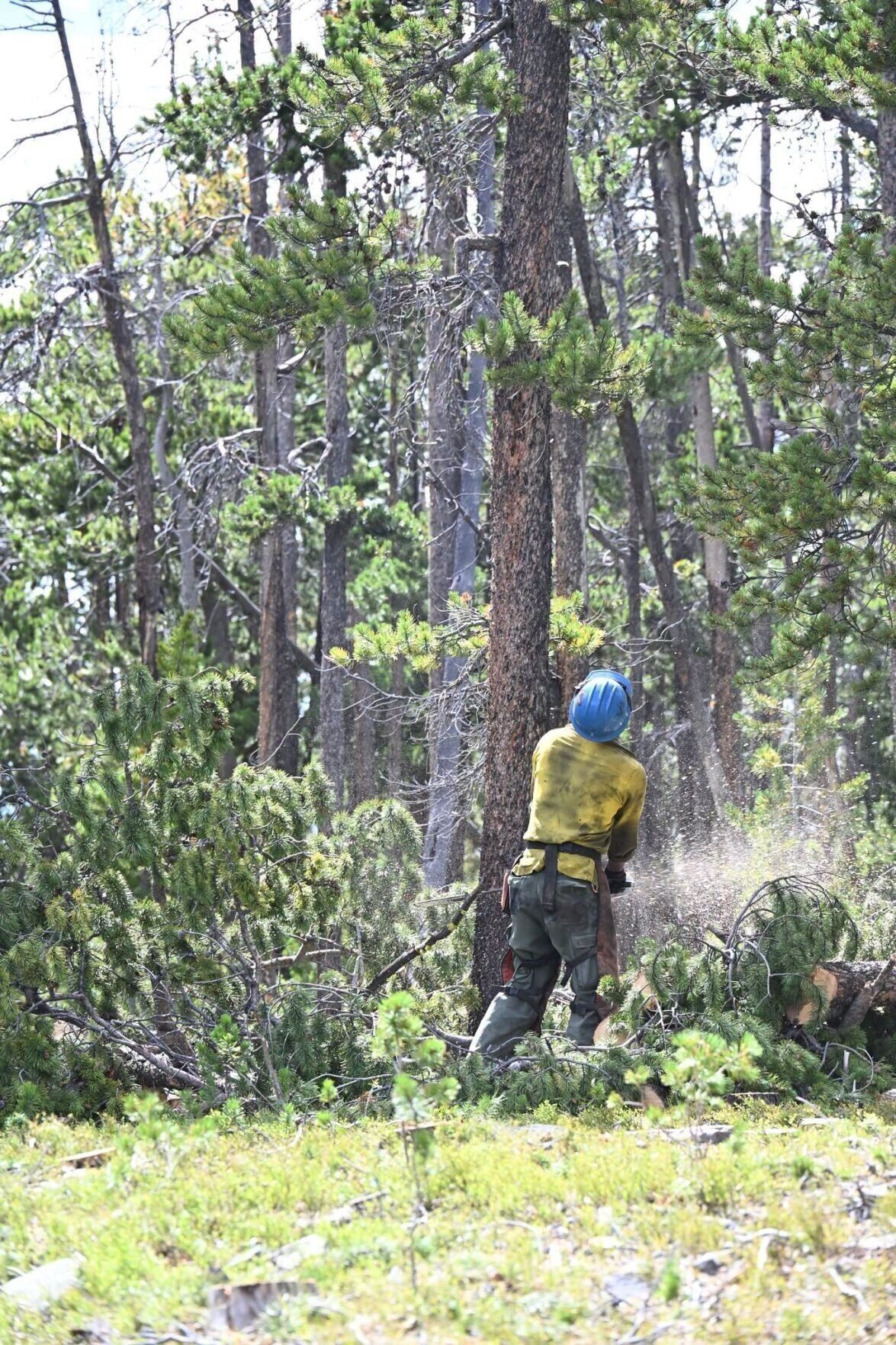 Firefighter chainsaw Sand Creek fire