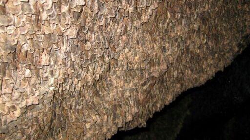 Bogong moths carpet the wall of an alpine cave in Australia, after completing an annual migration to beat the summer heat