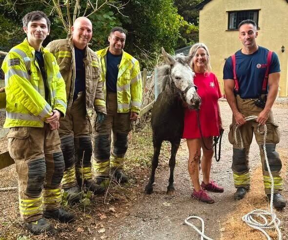 Donkey named Squealy is rescued after getting stuck neck-deep in mud