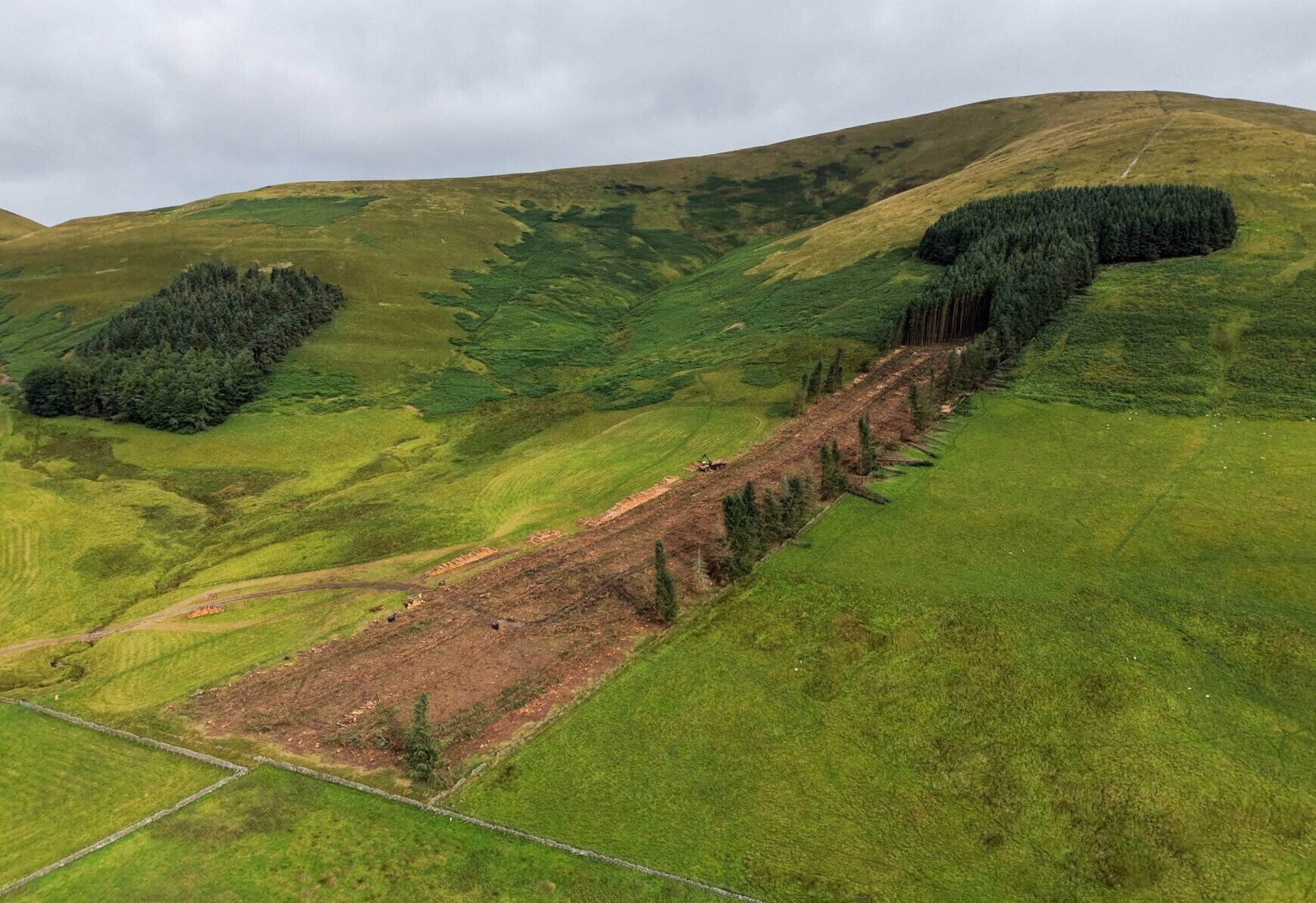 Work has begun to remove a historic woodland affectionally known as “penis wood” – despite thousands of protestors.