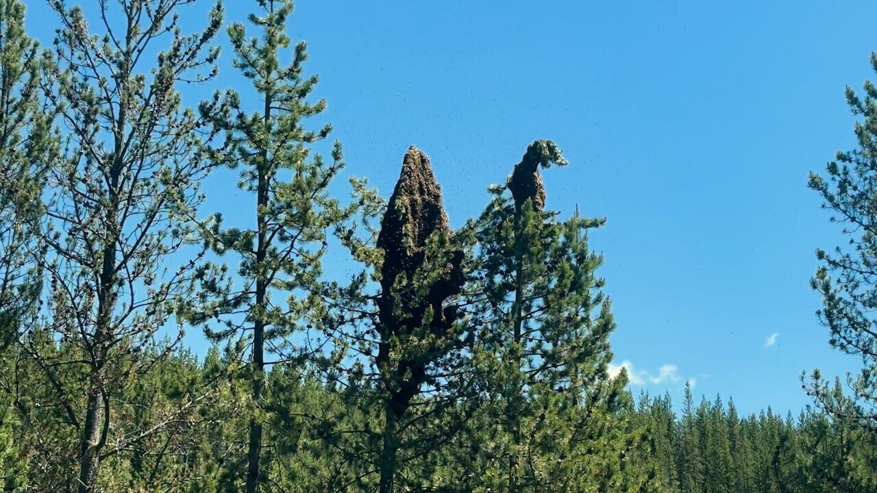 Bees still swarming on highway 191 near West Yellowstone