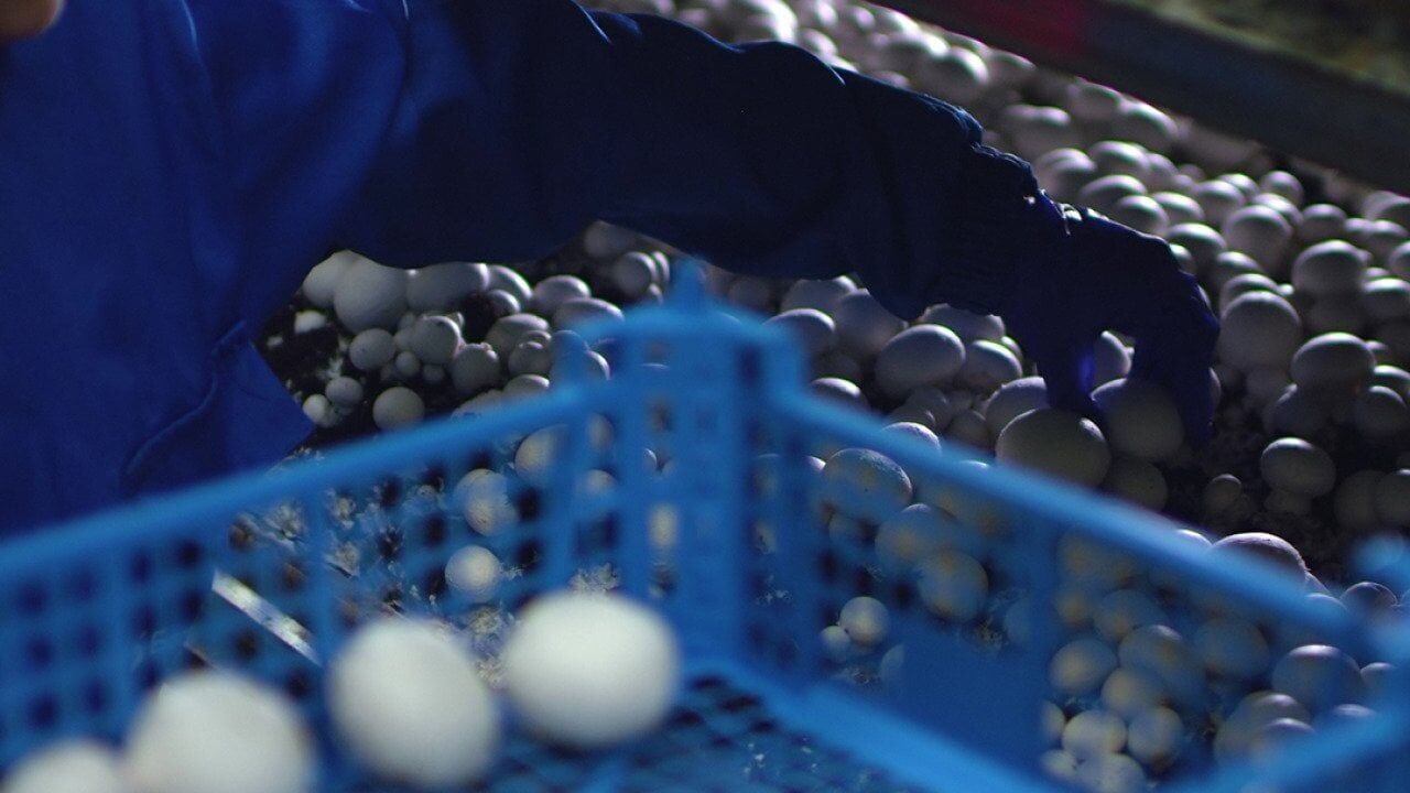 Are British Columbia mushrooms unfairly subsidized? US growers think so