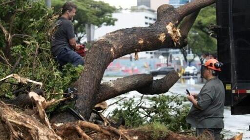 Workers cut a fallen tree into pieces in front of the Hawaii Convention Center, after it was knocked down by rain and wind from Hurricane Lala, in Honolulu