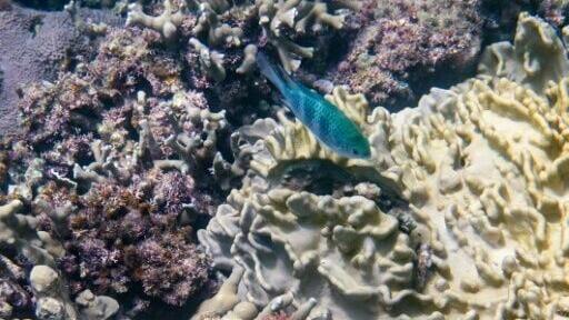 Despite covering only 0.1 percent of the Earth's surface, coral reefs are home to roughly a quarter of the world's marine fish species