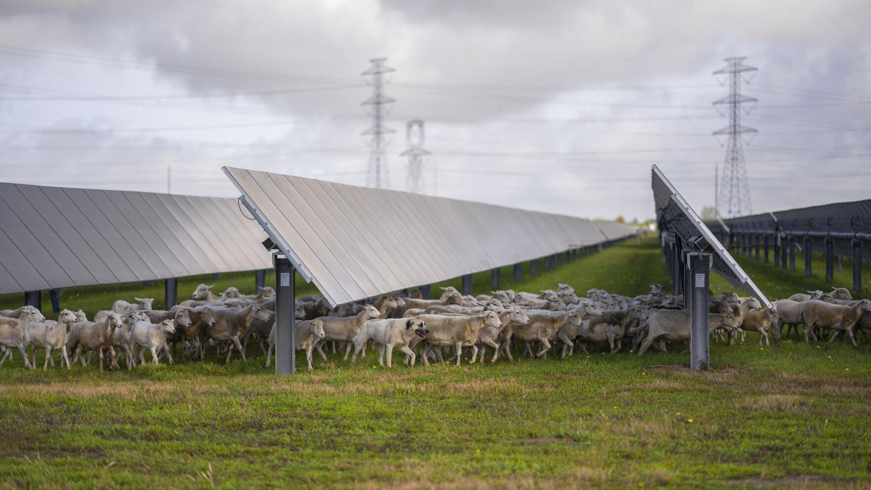 Photo courtesy of Enel's Gulf Star Solar Project.