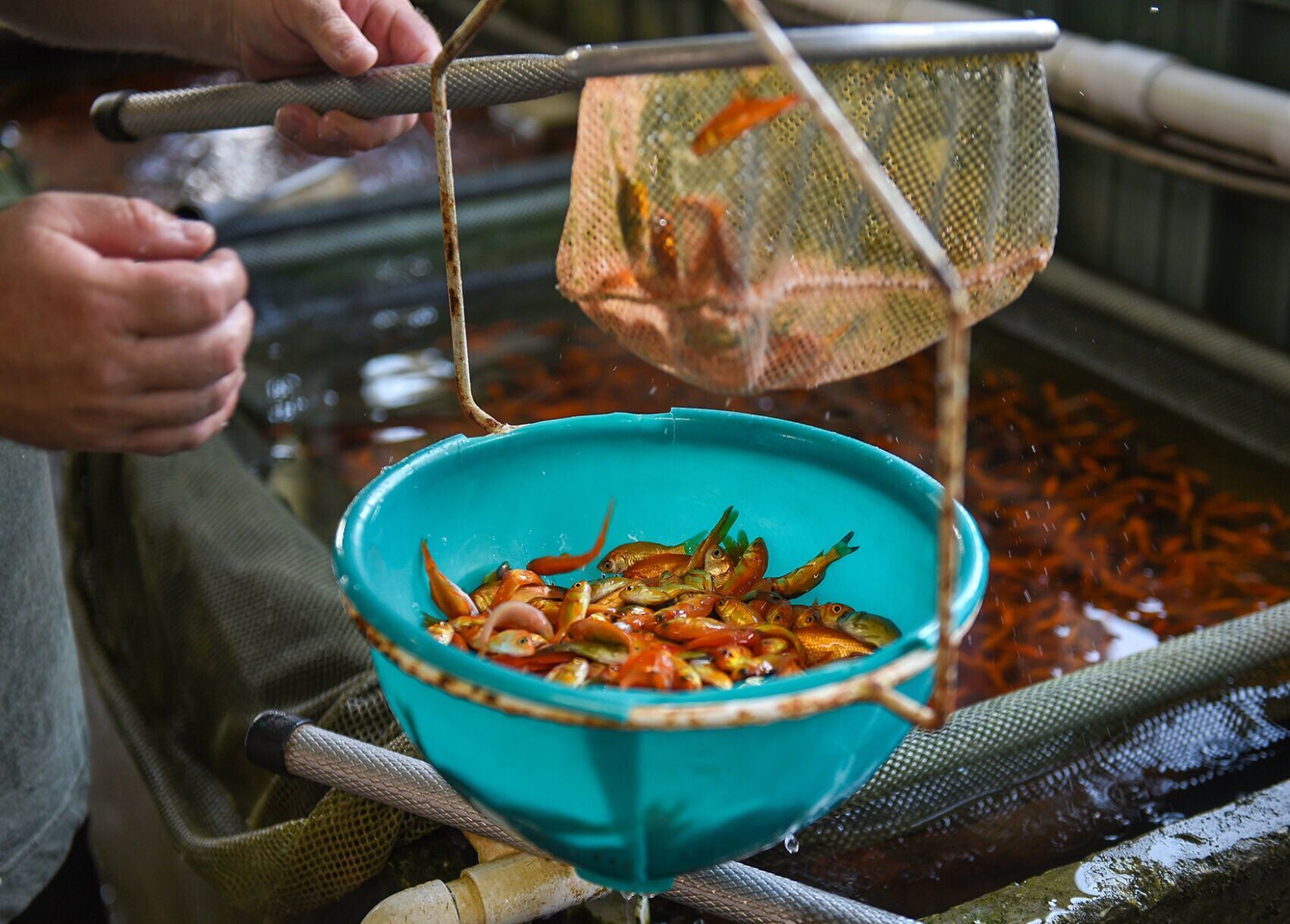 Goldfish pile up in a scale to be weighed before shipping
