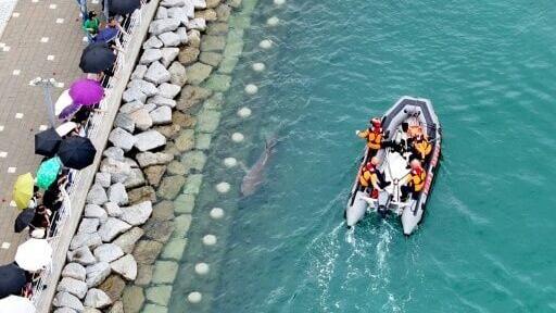 While authorities wonder what to do next, the 3.5-metre (11.5-foot) visitor and the crowds it has drawn have provided an unexpected boon to the local economy