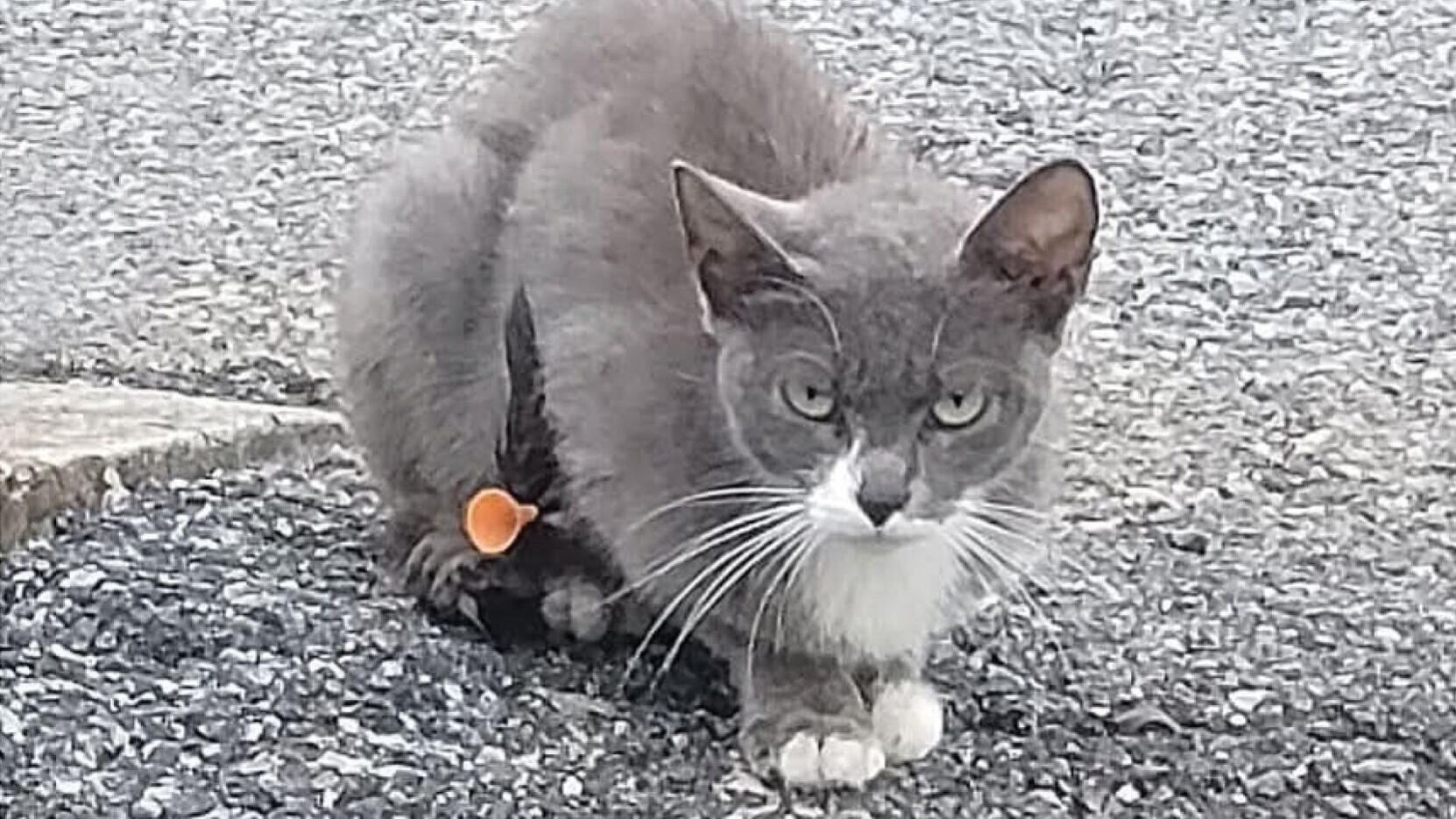 Alley Cat Allies offering a Reward of up to $15000 for information leading to the arrest and conviction in the animal cruelty case of a cat named Trooper who was shot with an orange tip blowgun dart. Trooper shown above with the orange blowgun dart.