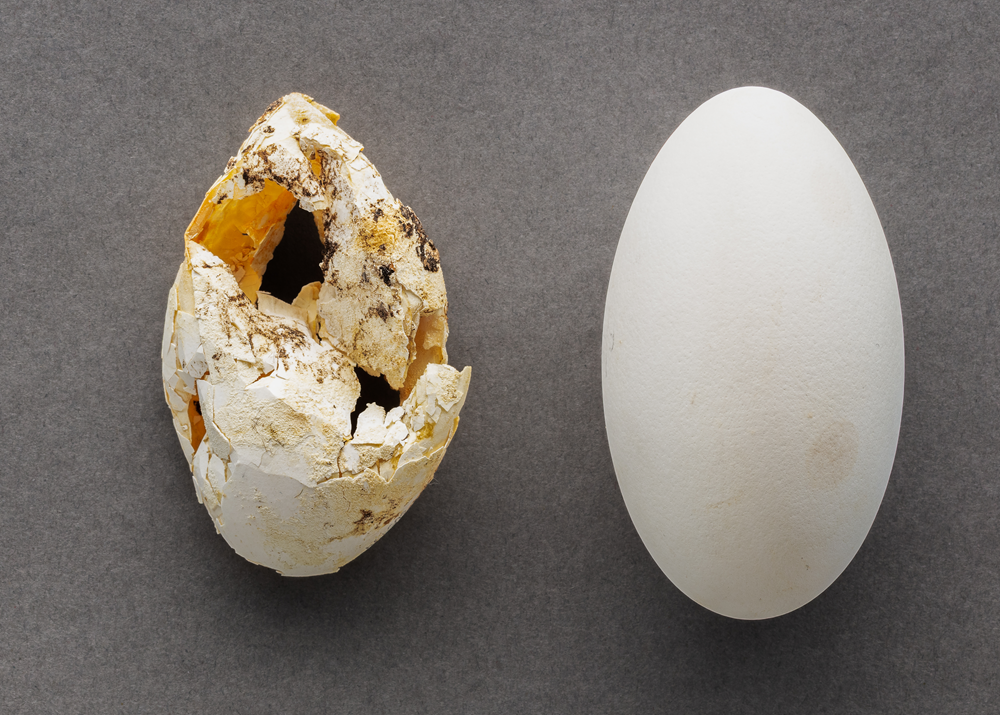 Brown pelican eggs showing the harmful effects of DDT