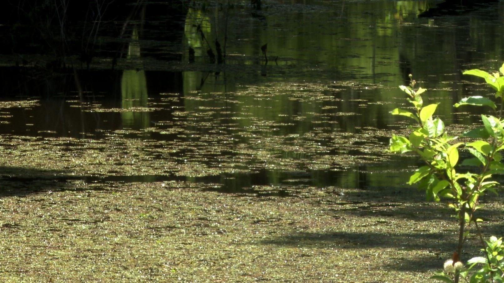 Lake Bistineau salvinia