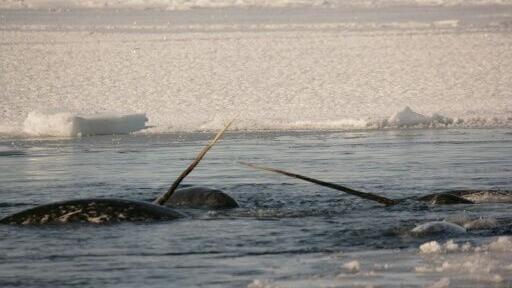 Scientists have several hypotheses for what the actual purpose of the tusk could be
