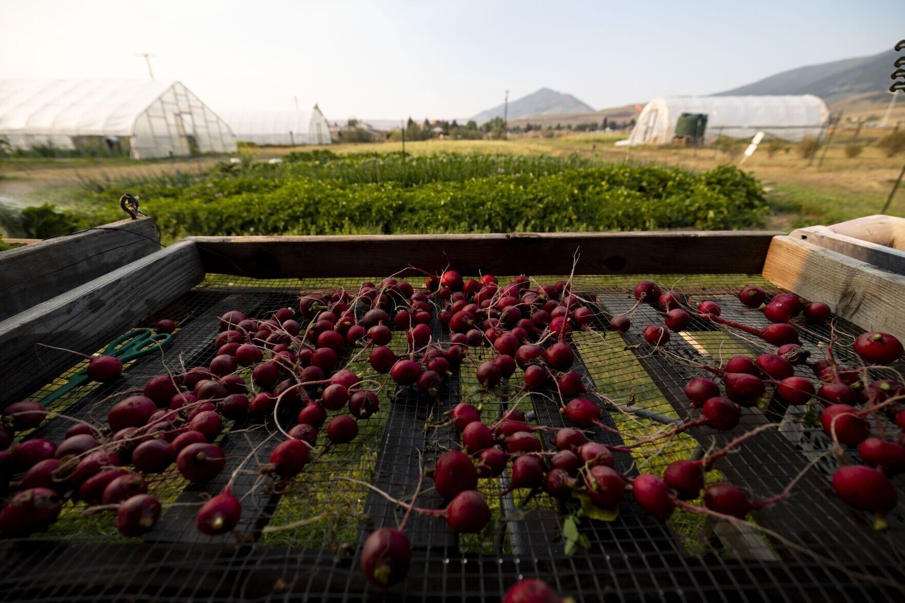 Butte Community Farm