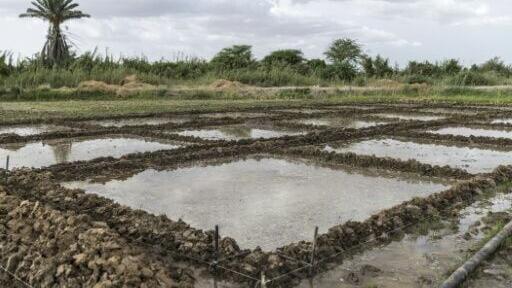 AfricaRice, a centre near Saint-Louis, will also do studies using fish in research paddies, with the aim of scaling up the process