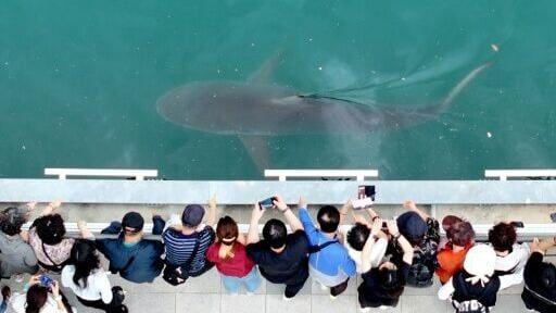 People watch a 3.5-metre shark trapped in an artificial waterway in the southeastern port city of Busan
