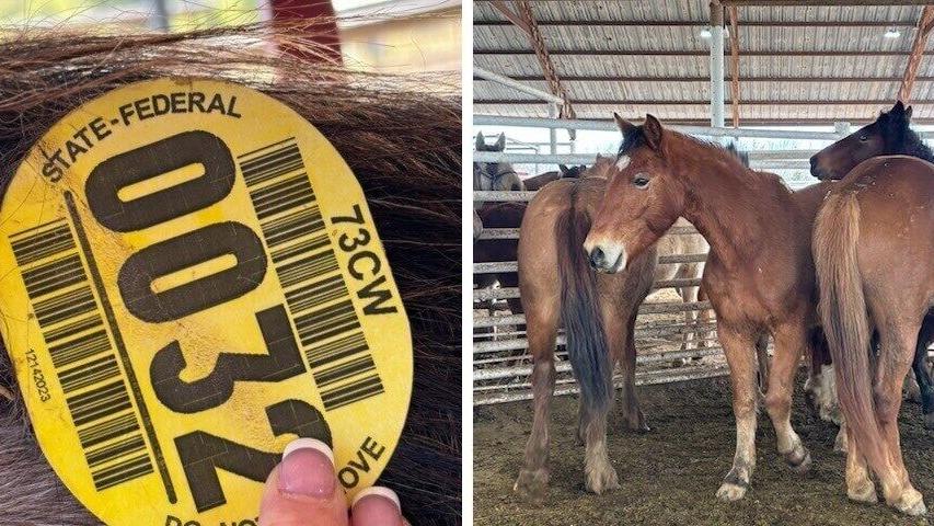 Wild Horses at Auction house for sale
