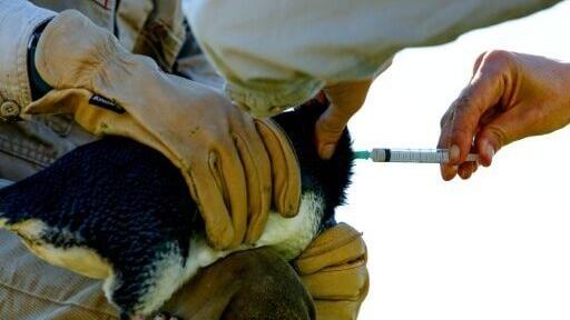 Little penguins are being vaccinated against the H5N1 bird flu in Australia