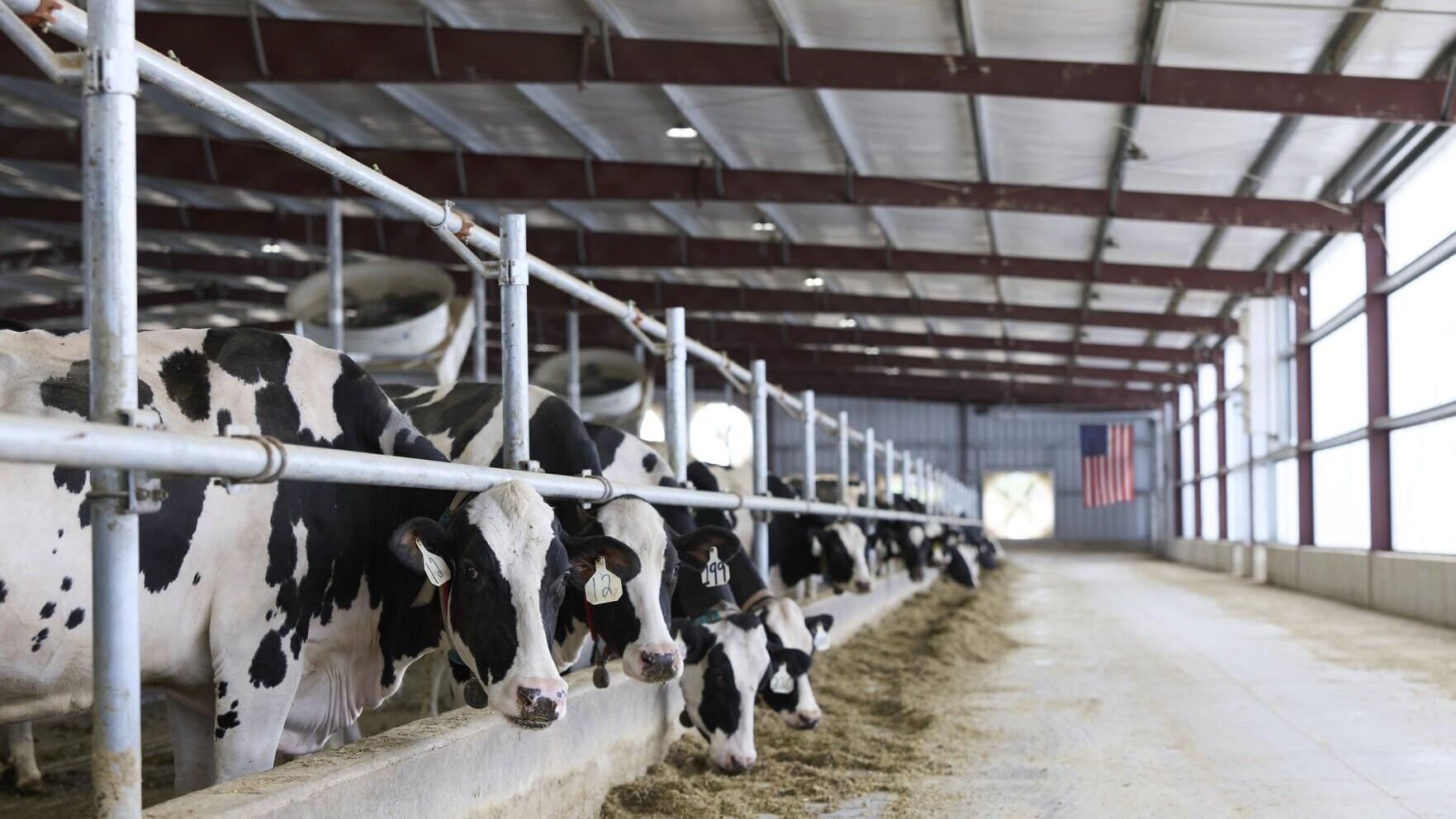 Dairy cows at Danone U.S. partner farm, Schwieterman Farms