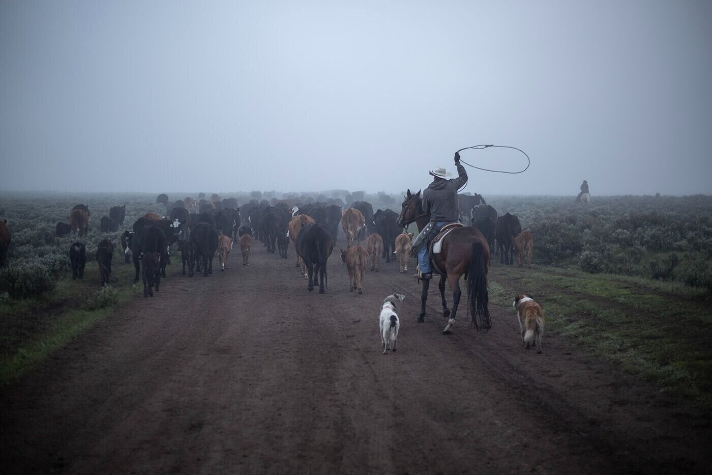 Cattle drive