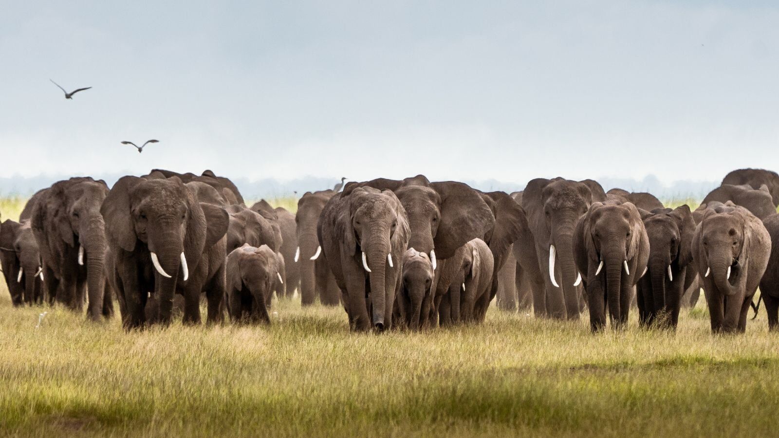 Elephants in Amboseli, Kenya