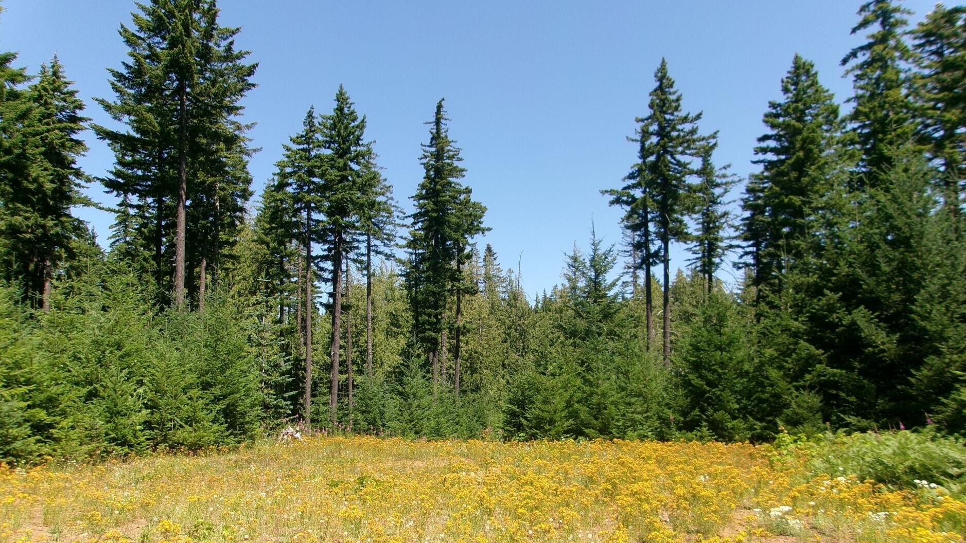 Sunny Skies Over Hood River County