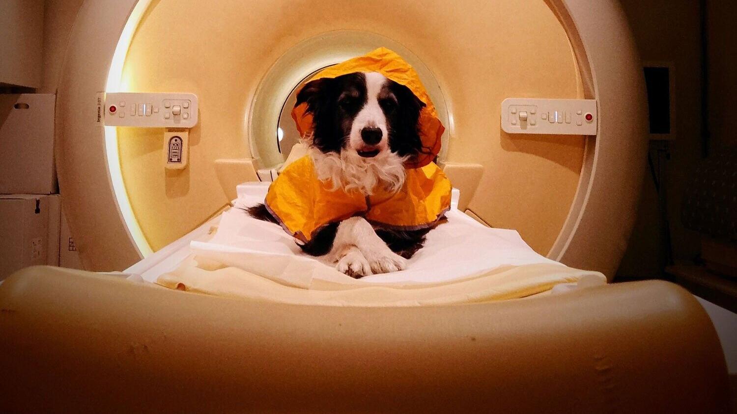 dogscan_featured