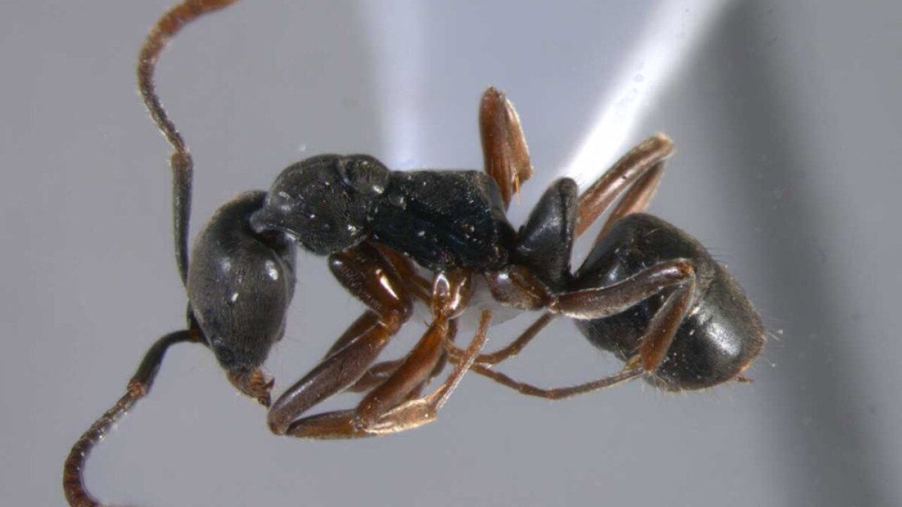 This small ant’s sting can cause severe reactions. Few people know it exists.