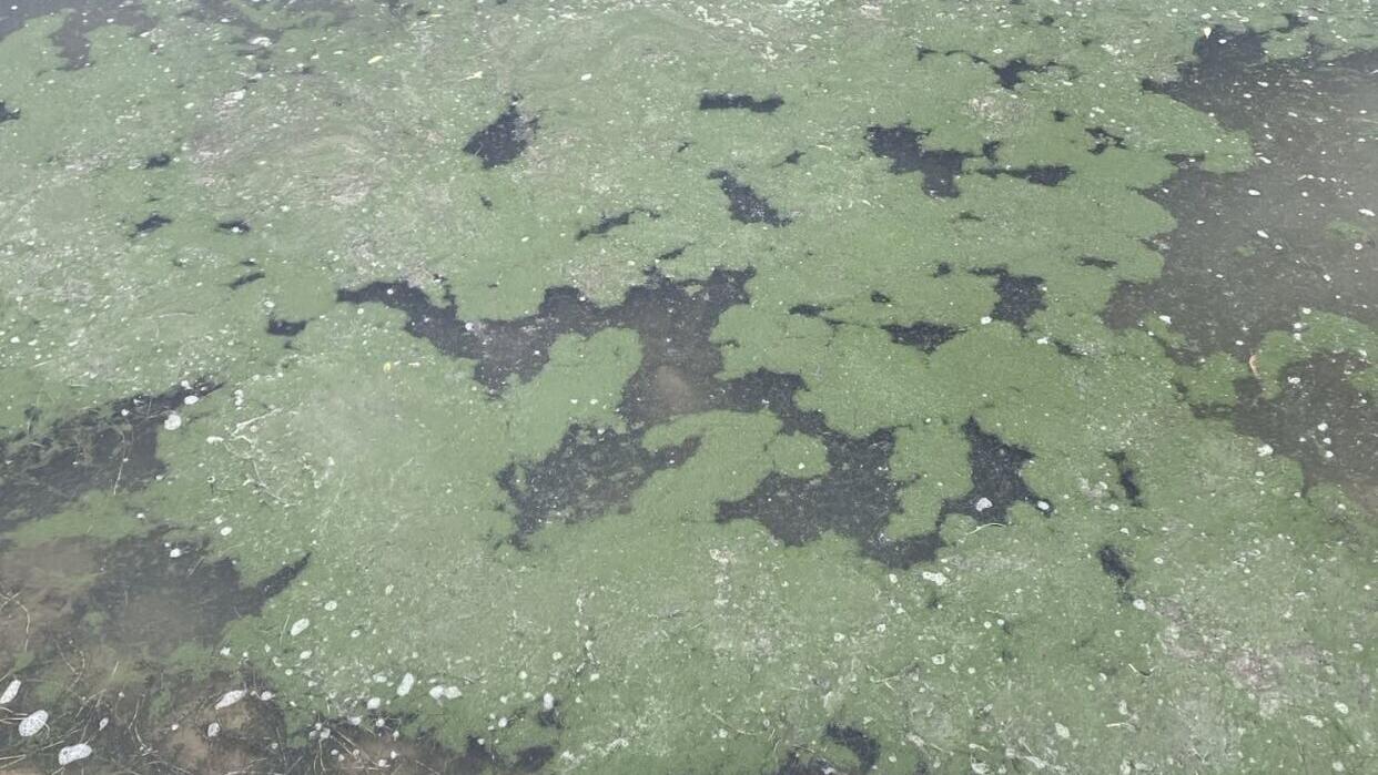 Lake Helena causeway algae bloom prompts health warning
