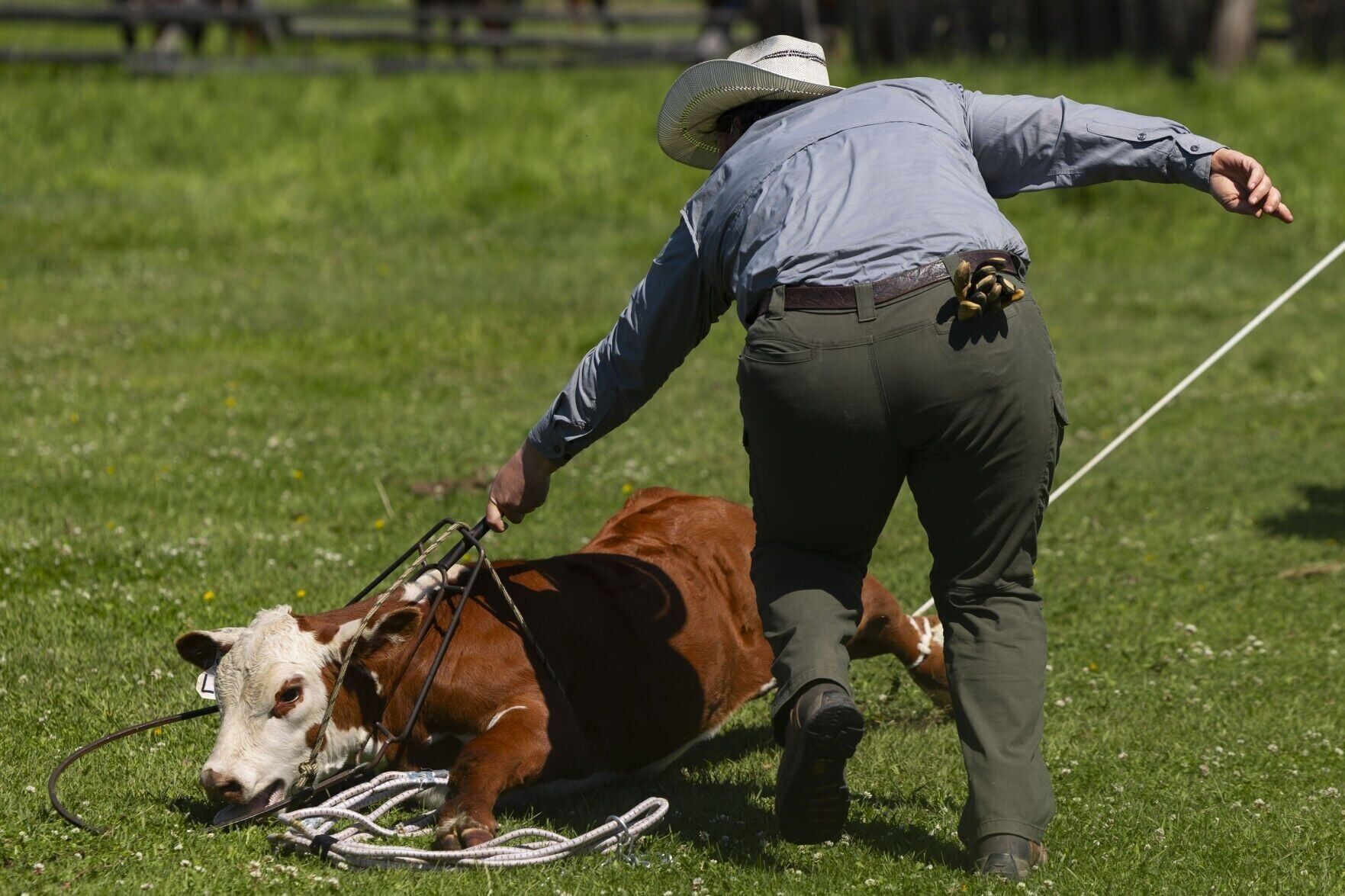 Cattle branding at Grant-Kohrs Ranch