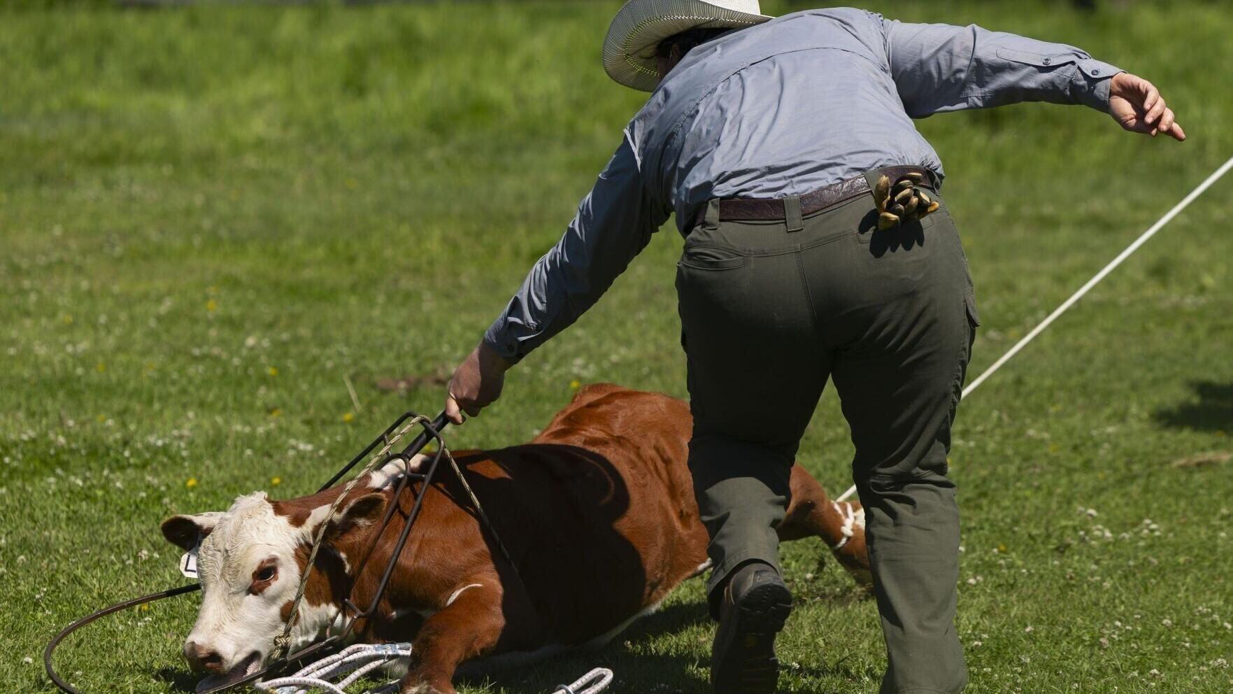 Cattle branding at Grant-Kohrs Ranch