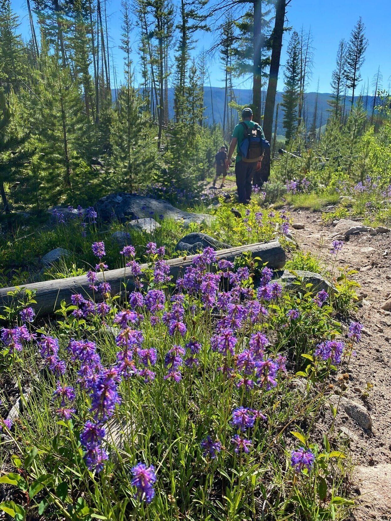 Flowery trail