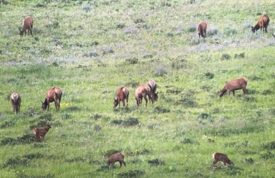 Elk habitat