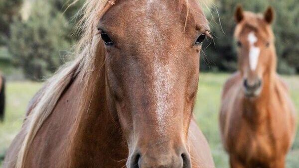 Rapunzel and Xanadu at Skydog Sanctuary, rescued from the BLM sales-to-slaughter pipeline