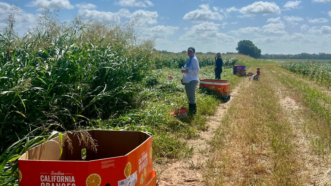 Harvest Regional Food Bank needs volunteers for corn harvest