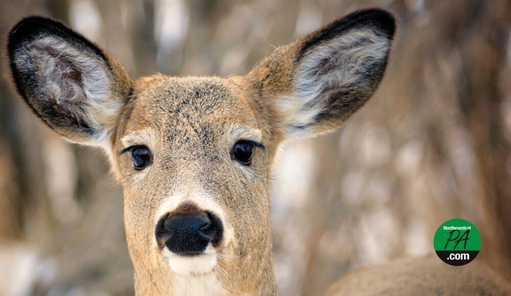 Doe deer CIRCLE
